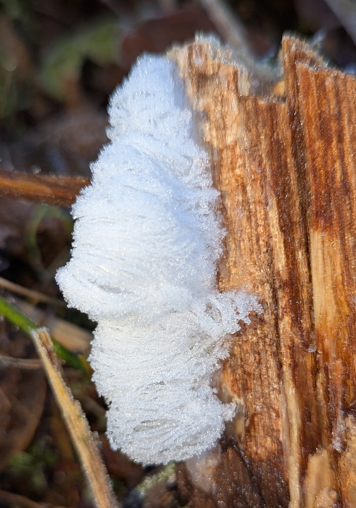 Exidiopsis effusa · January 2026 · photo: © benkeen (iNaturalist, cc0)