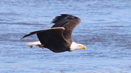 Bald Eagle