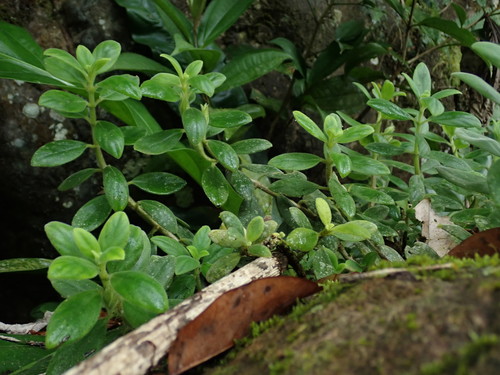 Image of Tibey Parasito (Columnea scandens) by (c) Daniel Cahen, some rights reserved (CC BY)