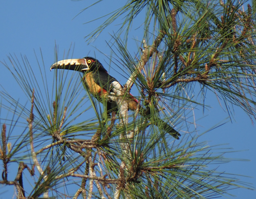 Collared Aracari (Pteroglossus torquatus), photo 4