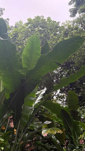 Wild plantain