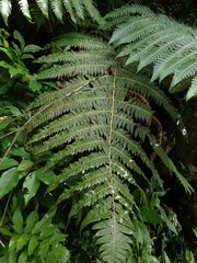Cyathea horrida