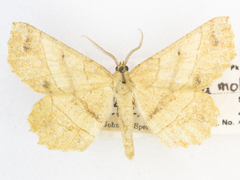 Euchlaena mollisaria