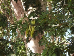 Lonchocarpus rugosus