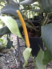 Anthurium ochranthum