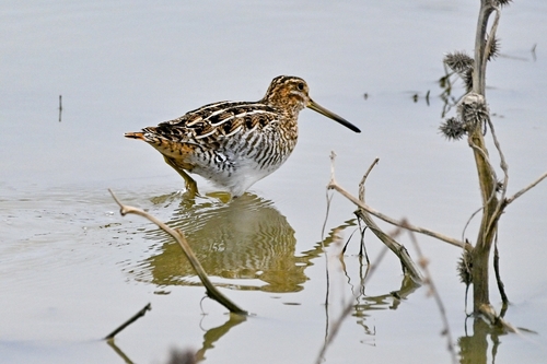 Wilson's Snipe (Gallinago delicata), photo 9