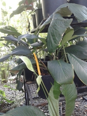Anthurium ochranthum