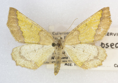 Lychnosea helveolaria