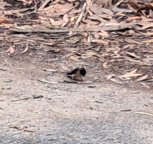 Tree Martin (Petrochelidon nigricans), photo 3