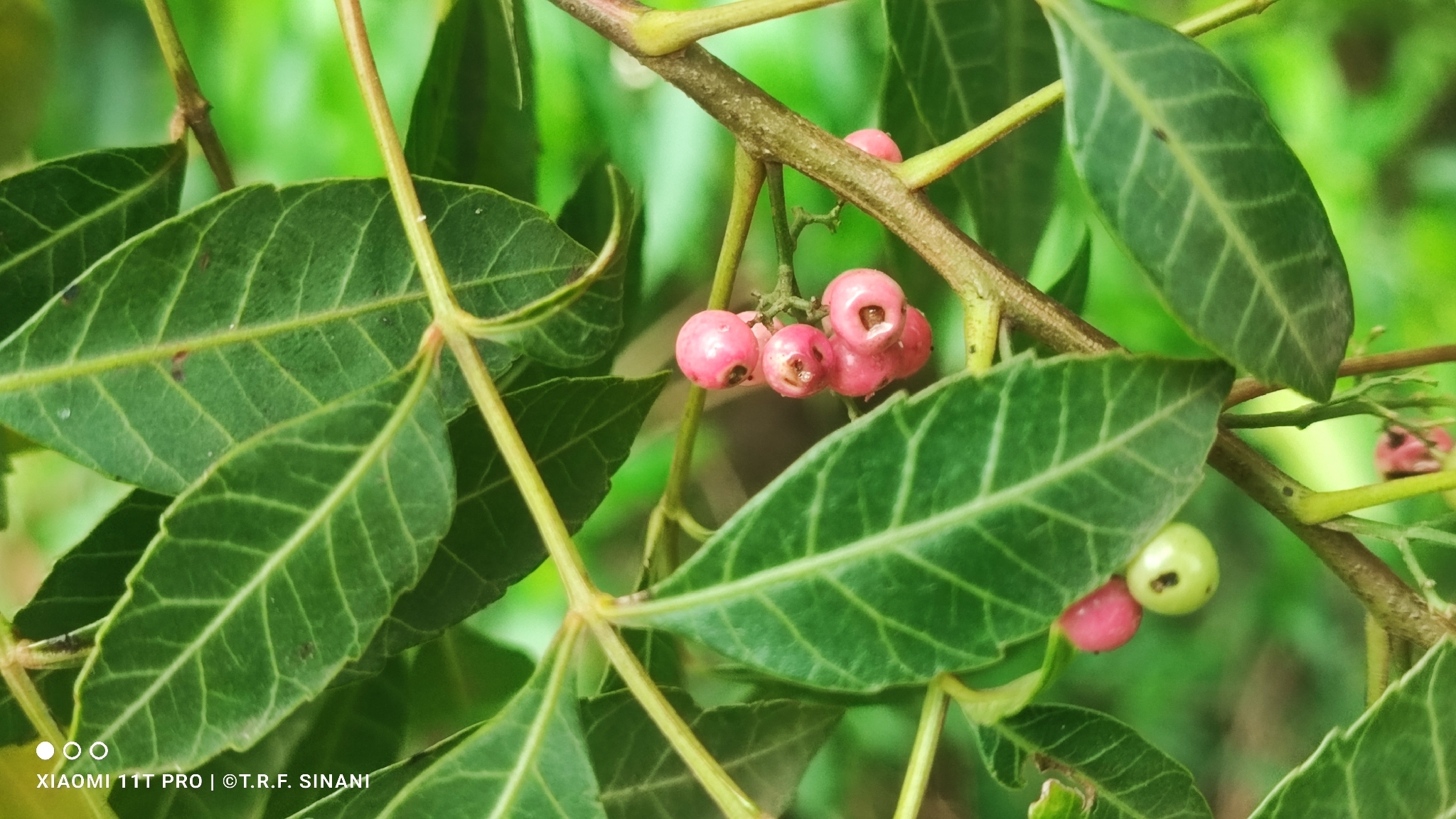 Schinus terebinthifolia