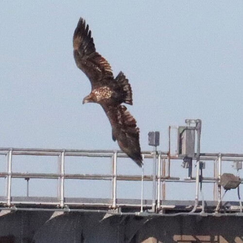 Bald Eagle