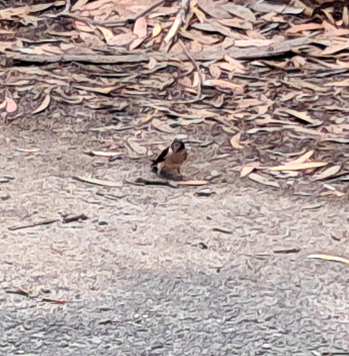 Tree Martin (Petrochelidon nigricans), photo 4