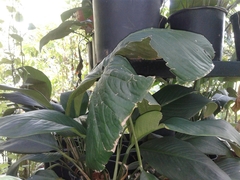 Anthurium ochranthum