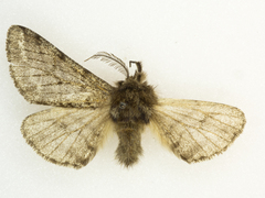 Lycia ursaria