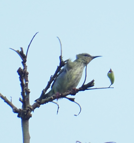 Red-legged Honeycreeper (Cyanerpes cyaneus), photo 5