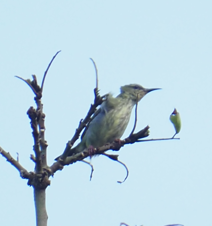 Red-legged Honeycreeper (Cyanerpes cyaneus), photo 3