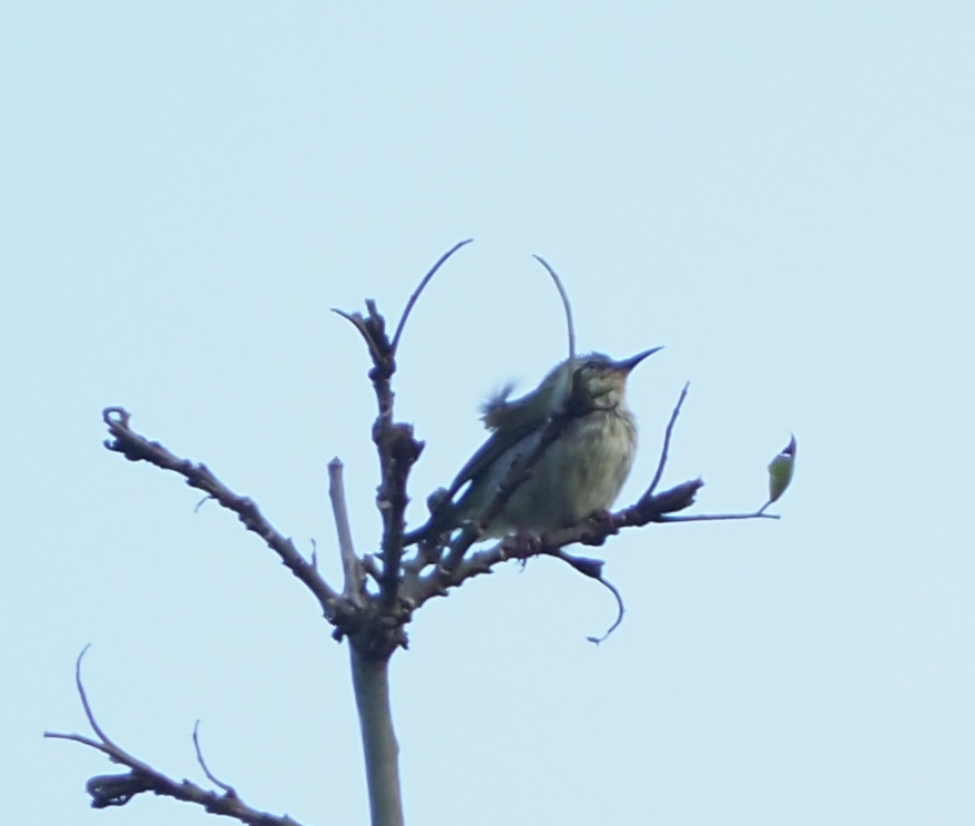 Red-legged Honeycreeper (Cyanerpes cyaneus), photo 4
