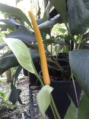 Anthurium ochranthum