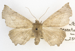 Phyllodonta peccataria