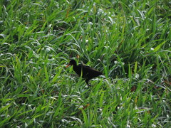 Jacana jacana hypomelaena