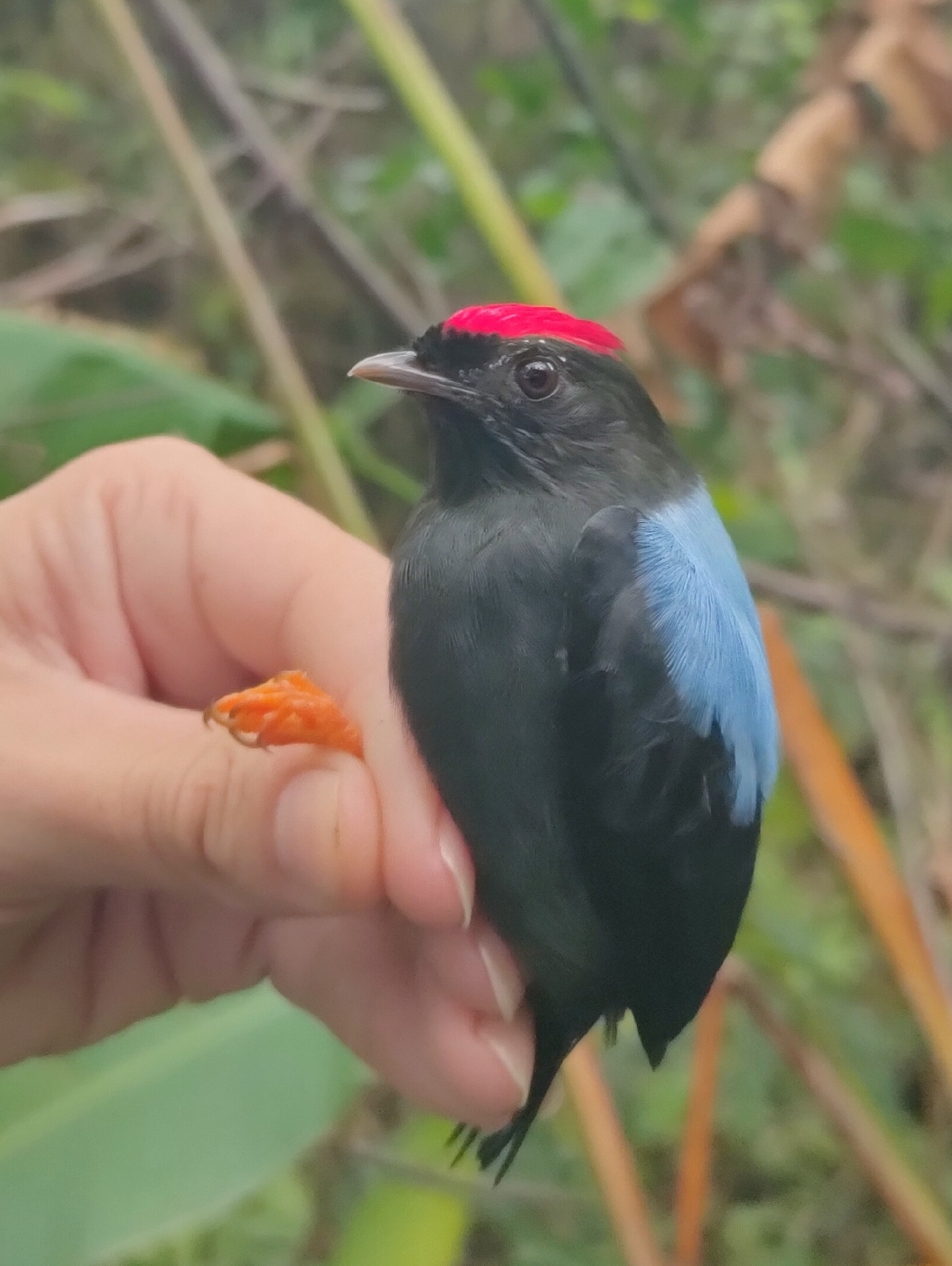 Lance-tailed Manakin (Chiroxiphia lanceolata), photo 2