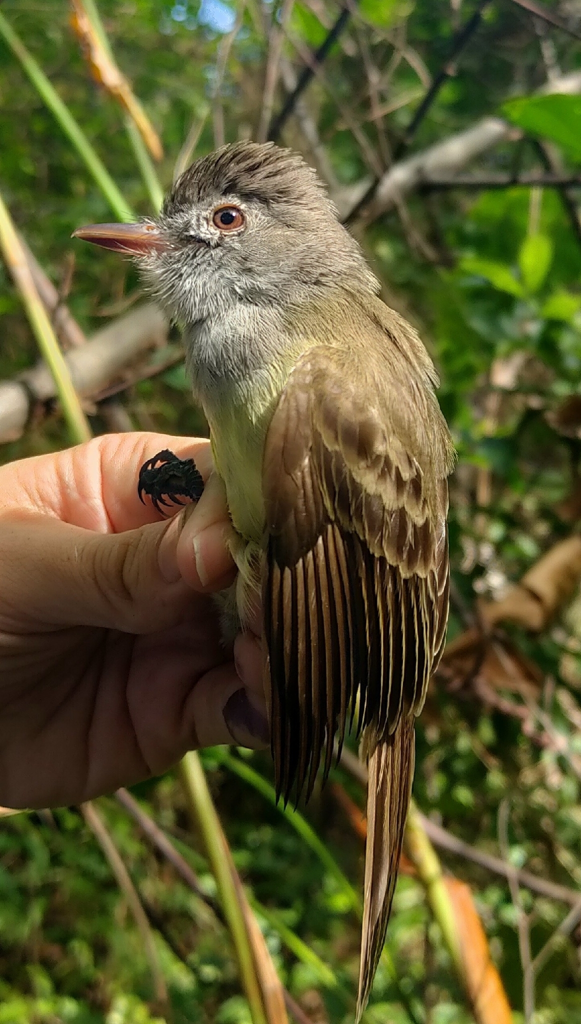 Panama Flycatcher (Myiarchus panamensis), photo 4