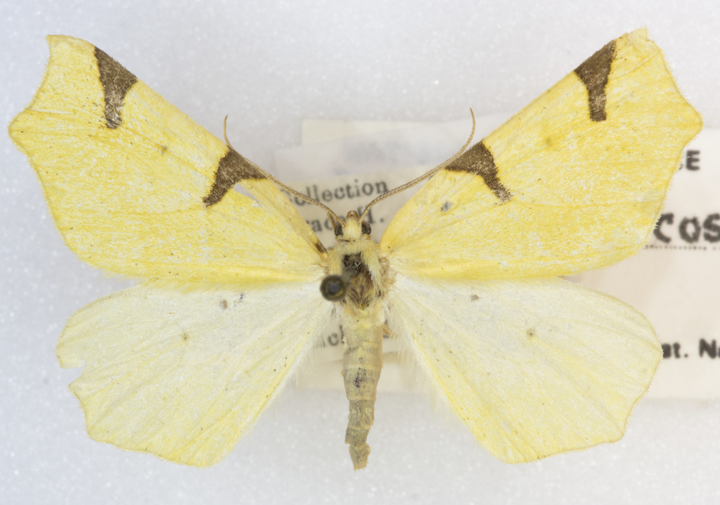 Canary Thorn