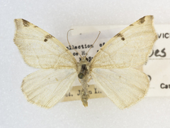 Neoterpes graefiaria