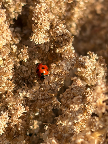 Algerian Seven-spotted Lady Beetle