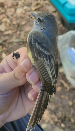Northern Scrub Flycatcher (Sublegatus arenarum)