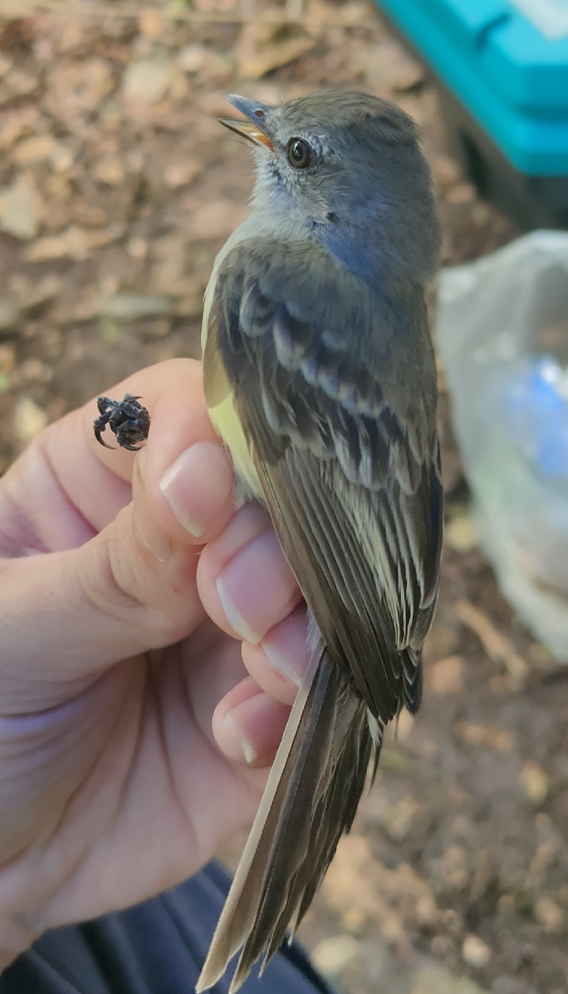 Northern Scrub Flycatcher (Sublegatus arenarum), photo 1