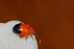 Ciguapanychis cinctus