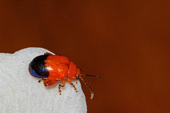 Ciguapanychis cinctus