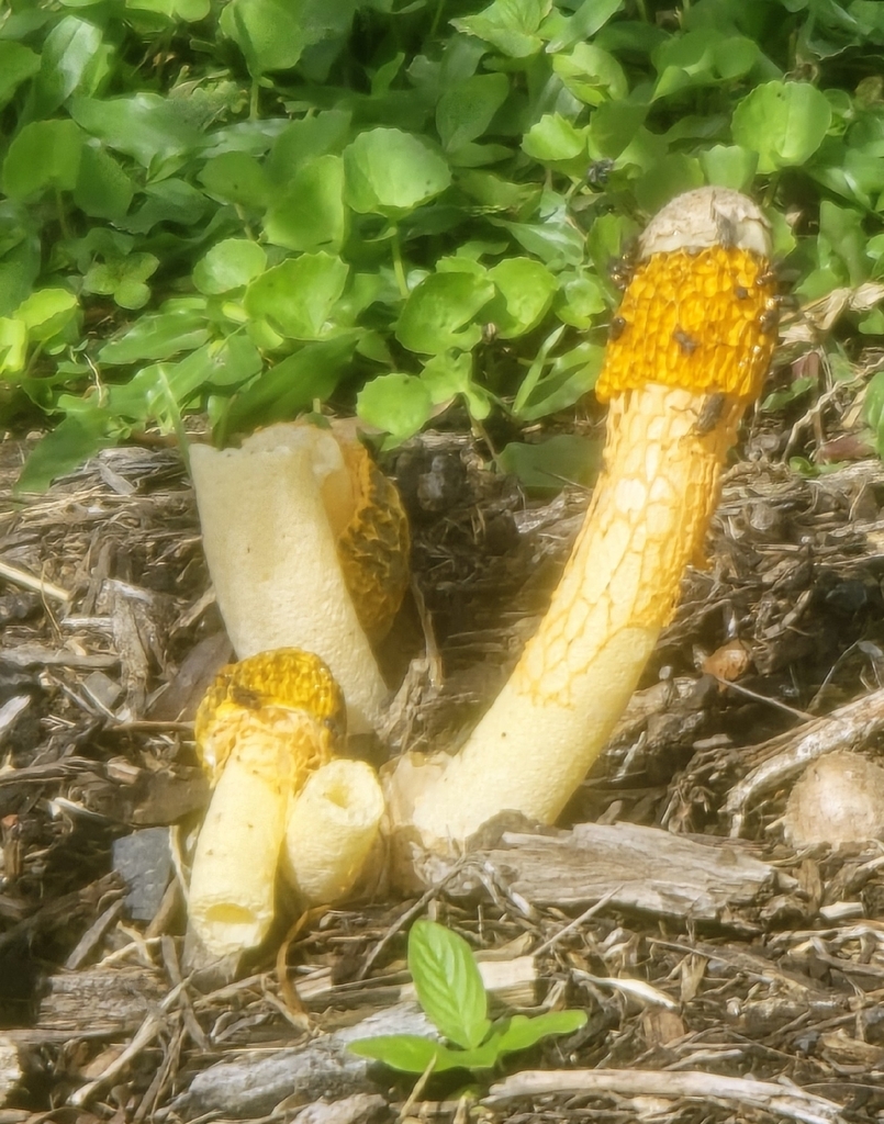 Phallus multicolor · January 2026 · photo: © janegrowsgardenrooms (iNaturalist, cc-by)
