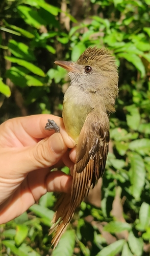 Great Crested Flycatcher (Myiarchus crinitus), photo 5