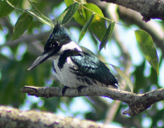 Chloroceryle amazona