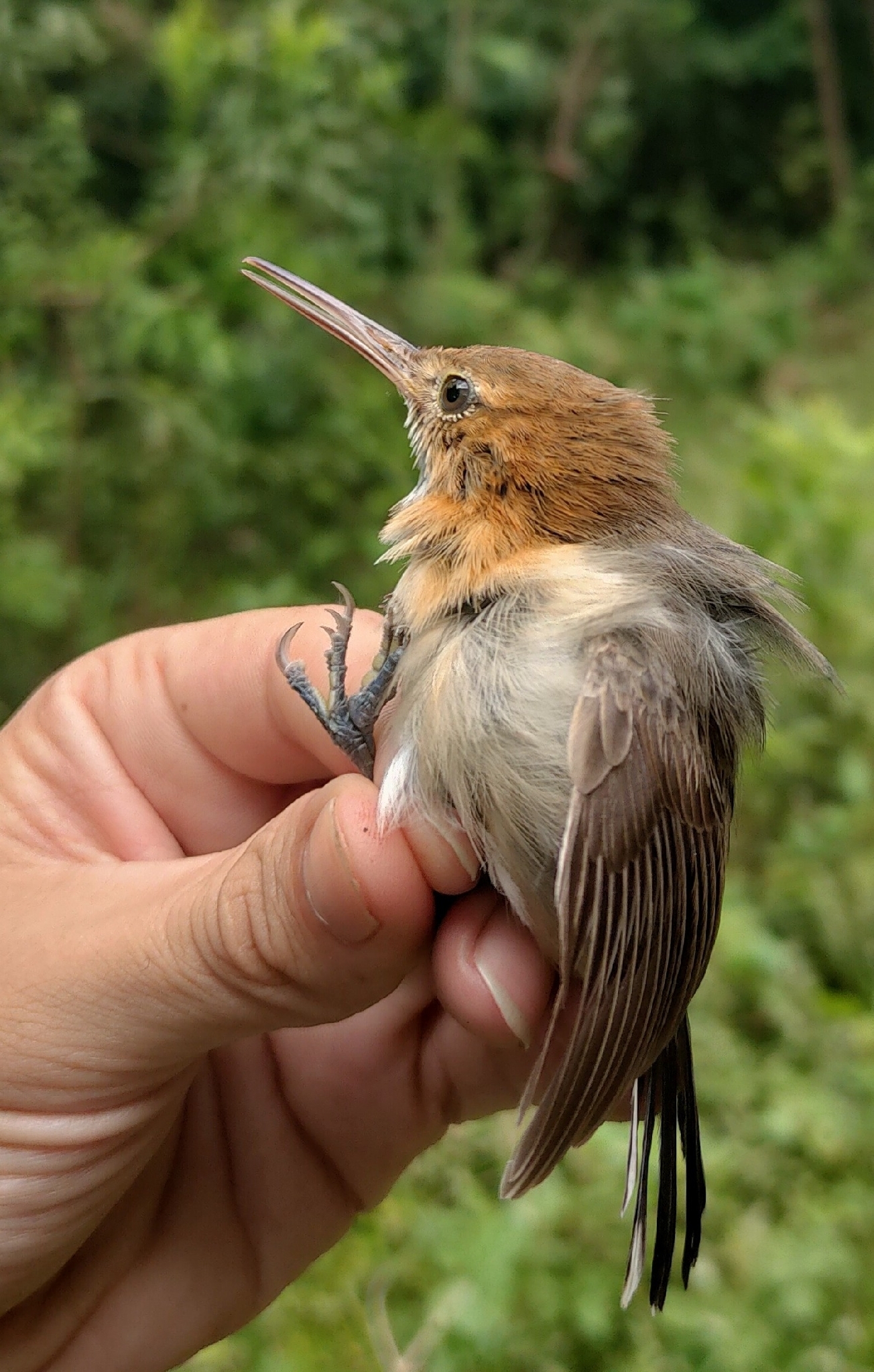 Trilling Gnatwren (Ramphocaenus melanurus), photo 1