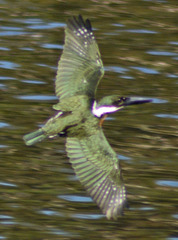 Chloroceryle amazona