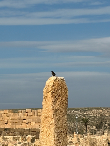 Black Wheatear