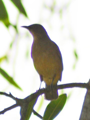 Turdus grayi