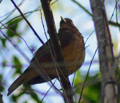 Turdus grayi