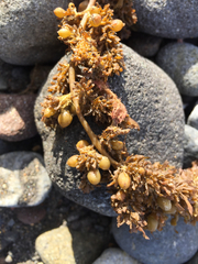 Sargassum sinclairii