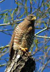 Rupornis magnirostris