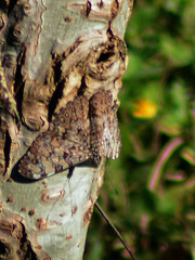 Hamadryas feronia farinulenta