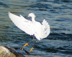 Egretta thula