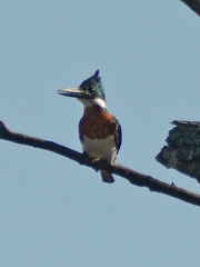 Chloroceryle amazona