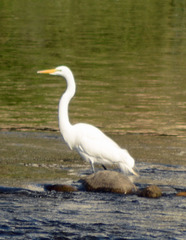 Ardea alba