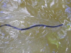 Coniophanes bipunctatus