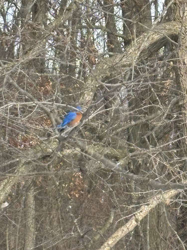 iNaturalist observation photo of Eastern Bluebird
