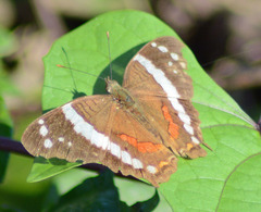 Anartia fatima
